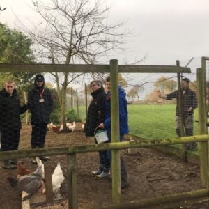 Feeding chickens on the farm