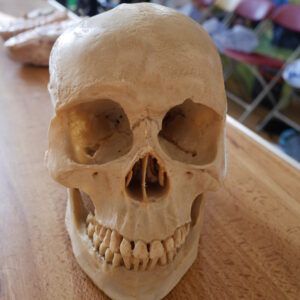 Skull