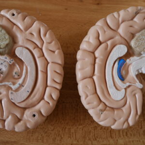 Brain