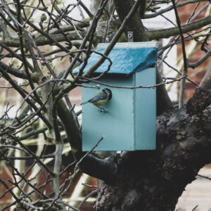 A little Blue Tit exploring the new bird box in a nearby tree