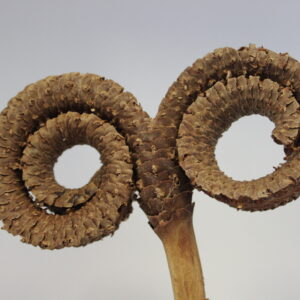 Close up of a curling seed