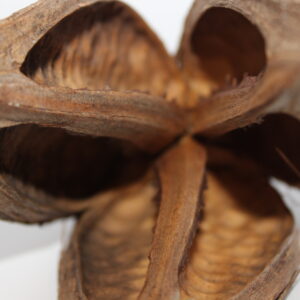 Close up of a brown seed pod
