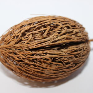 Detailed brown seed pod