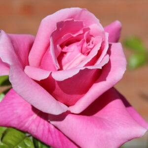 A pink colourful garden rose, with curling petals