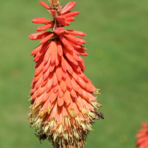Detailed close up of an orange and yellow fiery flower