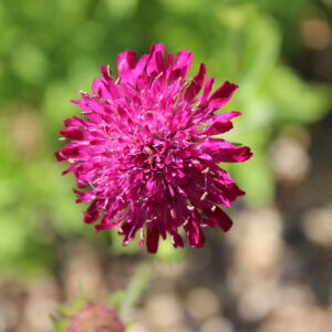 Close up of vibrant pink flower
