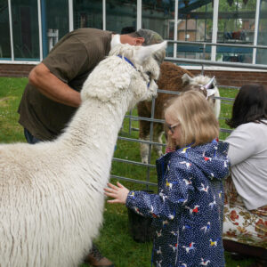 Visitors are petting the Alpacas