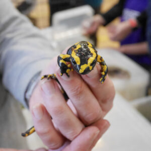 A black and yellow Salamander!