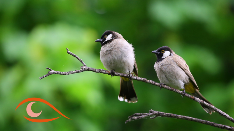 image of two birds sat on a branch