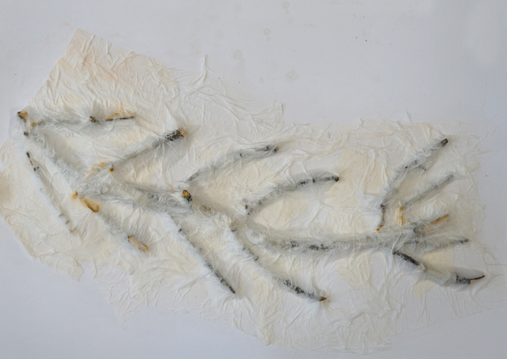 Image of twigs covered in paper - they resemble a fossil fish