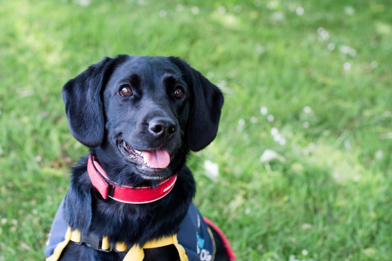 Photo NCW therapy school dog Tilly