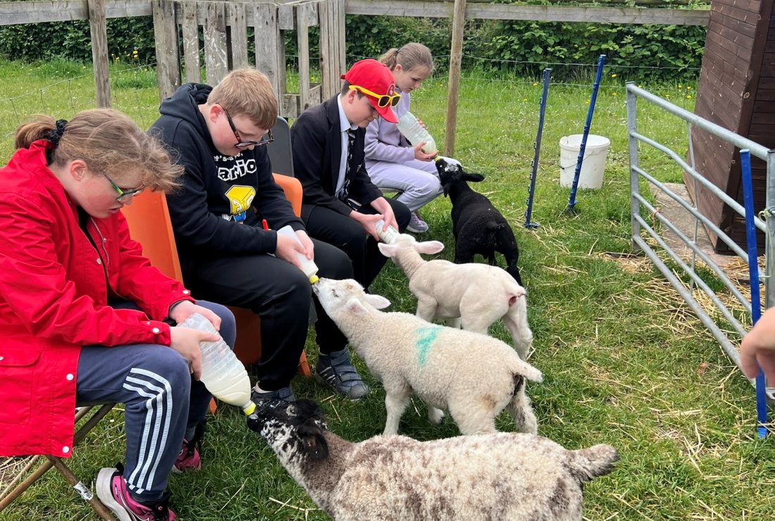 Students sat on chair bottle feeding lambs