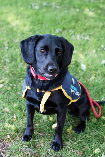 NCW therapy school dog Tilly